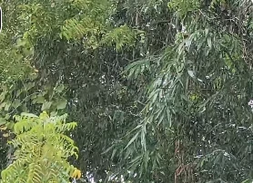 प्रतापगढ़: बेमौसम बारिश ने बढ़ाई किसानों की टेंशन, खेतों में भीगी धान की फसल